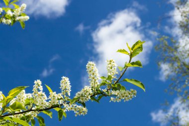 Baharda çiçek açan kirazların güzel beyaz çiçekleri.