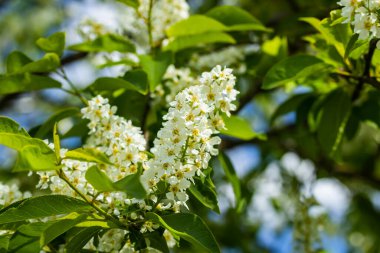 Baharda çiçek açan kirazların güzel beyaz çiçekleri.