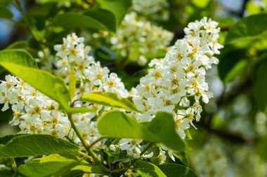 Baharda çiçek açan kirazların güzel beyaz çiçekleri.