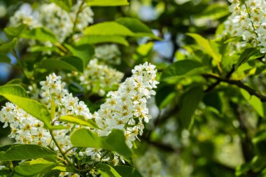 Baharda çiçek açan kirazların güzel beyaz çiçekleri.