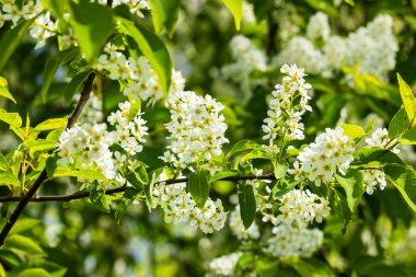 Baharda çiçek açan kirazların güzel beyaz çiçekleri.