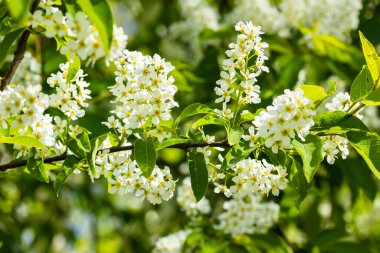 Baharda çiçek açan kirazların güzel beyaz çiçekleri.