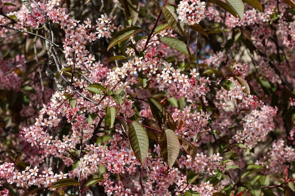Virágok Madár Cseresznye Parkban Tavasszal — Stock Fotó