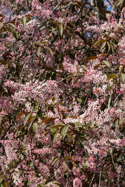 Baharda parkta kuş kirazı çiçekleri.