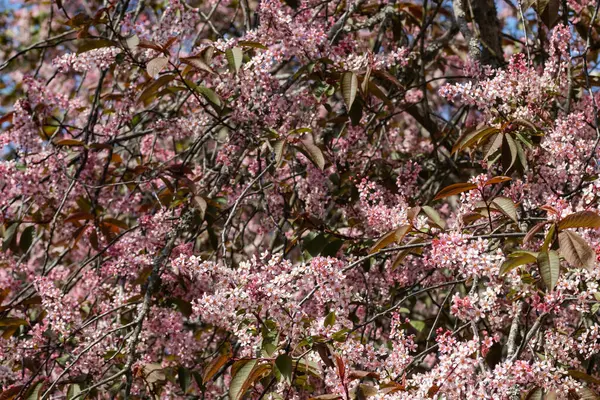 Baharda parkta kuş kirazı çiçekleri.