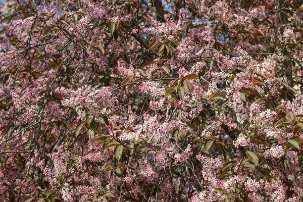 Baharda parkta kuş kirazı çiçekleri.