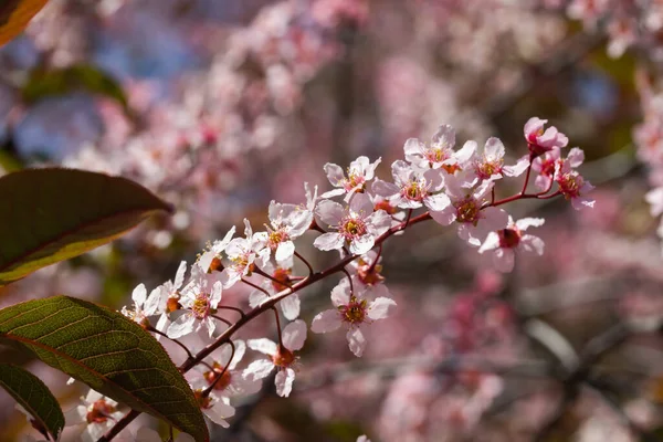 Baharda parkta kuş kirazı çiçekleri.