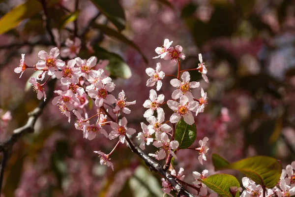 Baharda parkta kuş kirazı çiçekleri.