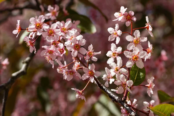 Baharda parkta kuş kirazı çiçekleri.