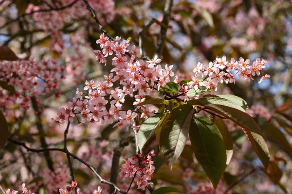 Květiny Třešně Parku Jaře — Stock fotografie
