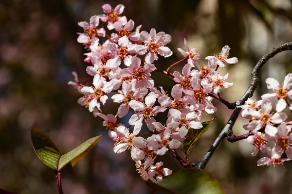 Baharda parkta kuş kirazı çiçekleri.