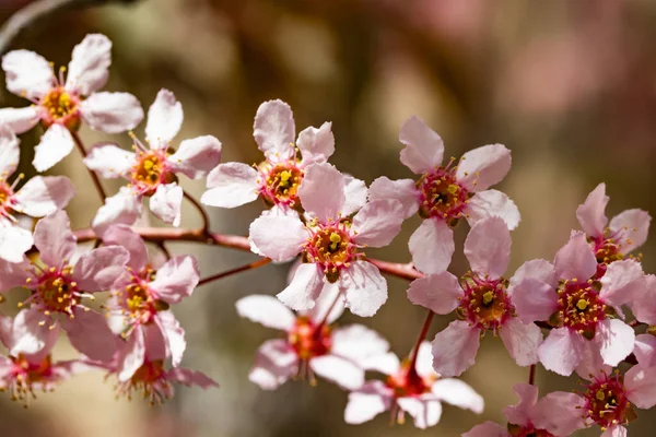 Baharda parkta kuş kirazı çiçekleri.