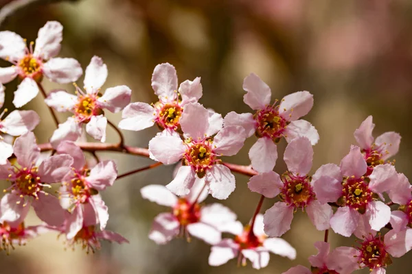 Baharda parkta kuş kirazı çiçekleri.