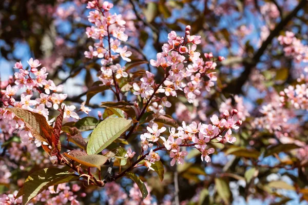 Baharda parkta kuş kirazı çiçekleri.