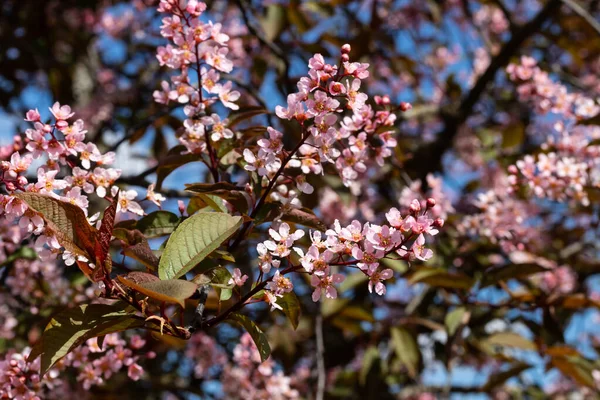Baharda parkta kuş kirazı çiçekleri.