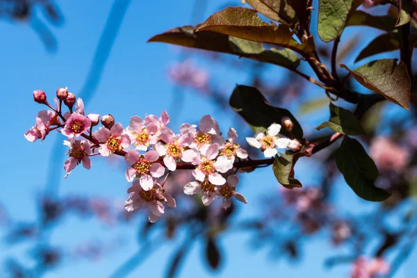 Baharda parkta kuş kirazı çiçekleri.