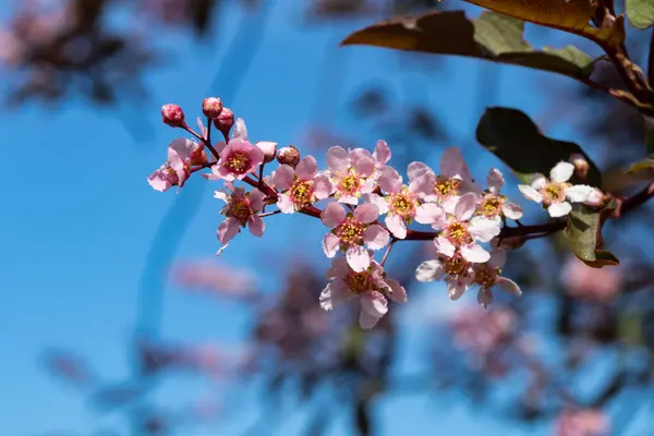 Baharda parkta kuş kirazı çiçekleri.