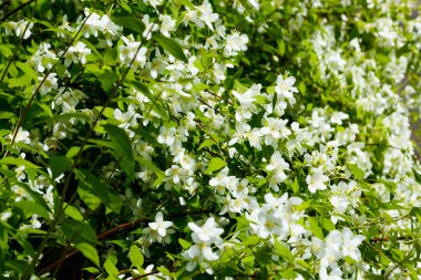 Bahçedeki güzel beyaz yasemin çiçekleri