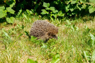 Batı Avrupa kirpisi yeşil bir çayırda