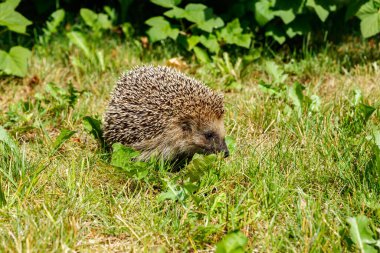 Batı Avrupa kirpisi yeşil bir çayırda