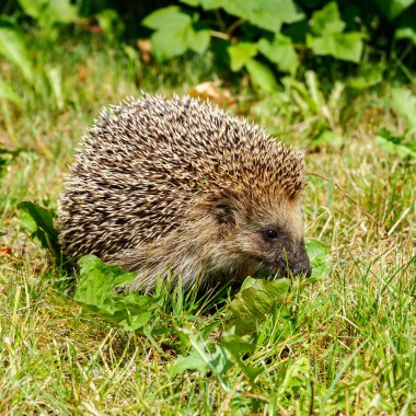 Batı Avrupa kirpisi yeşil bir çayırda