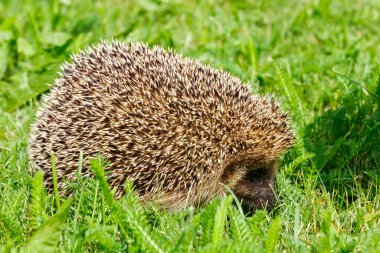 Batı Avrupa kirpisi yeşil bir çayırda