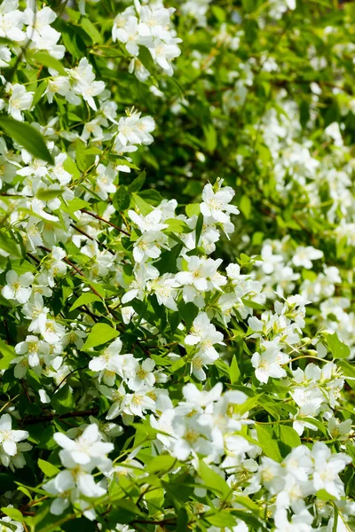 Krásné Bílé Jasmínové Květy Zahradě — Stock fotografie