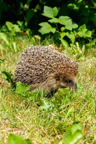 Westeuropäischer Igel Auf Einer Grünen Wiese — Stockfoto