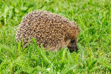 Batı Avrupa kirpisi yeşil bir çayırda