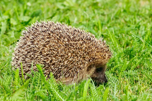 Västeuropeisk Igelkott Grön Äng — Stockfoto