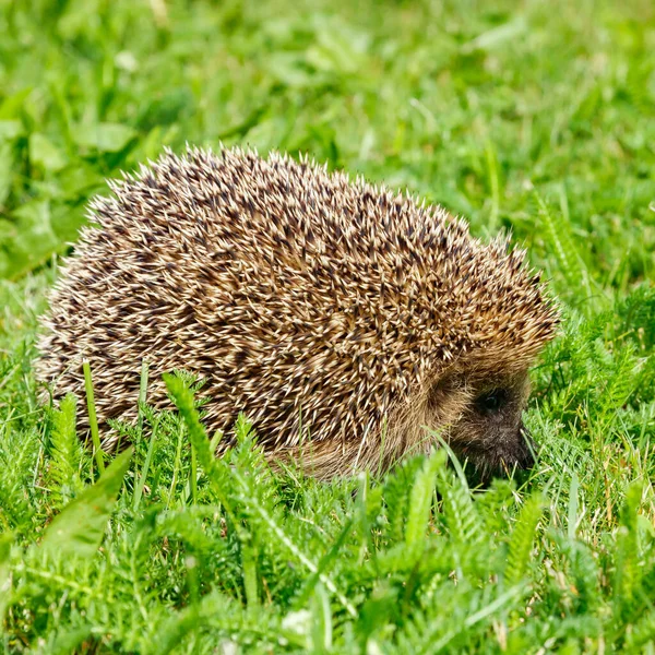 West European Hedgehog Green Meadow — Stock Photo, Image