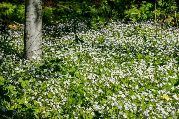 Белые Полевые Цветы Claytonia Sibirica Тенистом Лесу — стоковое фото