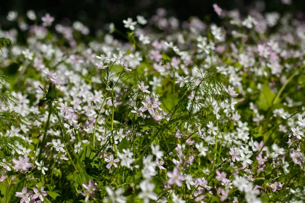 Bakgrund Vita Vilda Blommor Claytonia Sibirica Skuggig Skog — Stockfoto