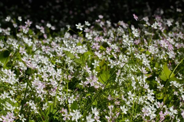 Pozadí Bílých Divokých Květin Claytonia Sibirica Stinném Lese — Stock fotografie