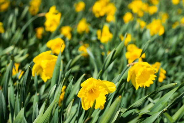 Narciso Giallo Fiori Foglie Verdi Primavera — Foto Stock