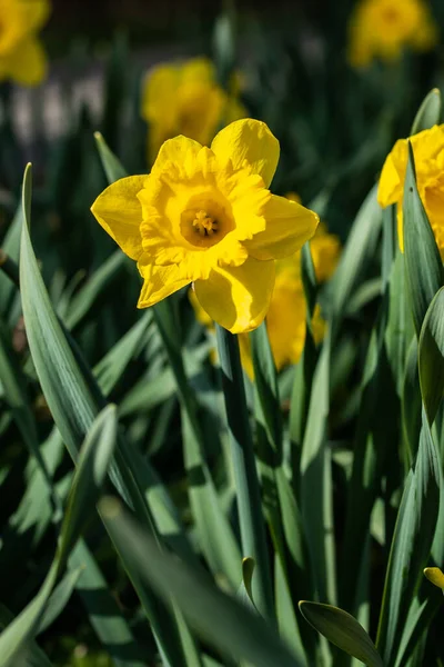 春に黄色い花や緑の葉を咲かせます — ストック写真