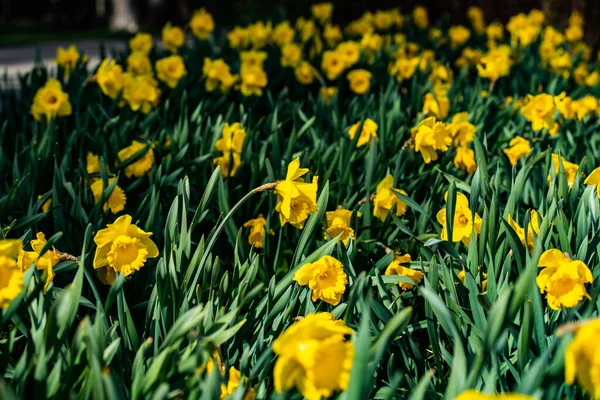 Eine Gelbe Narzisse Blüht Und Grüne Blätter Frühling — Stockfoto