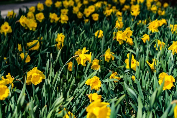 Een Gele Narcis Bloemen Groene Loof Voorjaar — Stockfoto