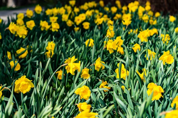 Narciso Giallo Fiori Foglie Verdi Primavera — Foto Stock