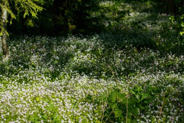 Claytonia sibirica 'nın beyaz kır çiçekleri gölgeli ormanlarda