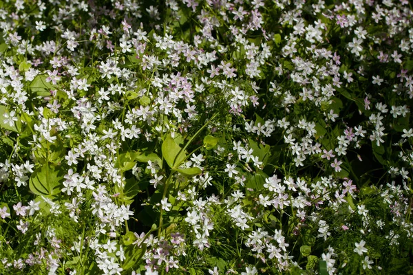 Háttér Fehér Vadvirágok Claytonia Sibirica Árnyas Erdőben — Stock Fotó