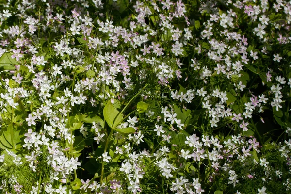 Háttér Fehér Vadvirágok Claytonia Sibirica Árnyas Erdőben — Stock Fotó