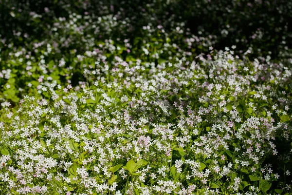 Hintergrund Weißer Wildblumen Von Claytonia Sibirica Schattigen Wald — Stockfoto