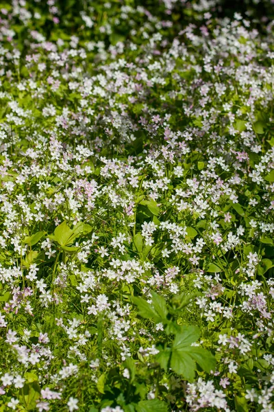 Fundo Flores Silvestres Brancas Claytonia Sibirica Floresta Sombria — Fotografia de Stock