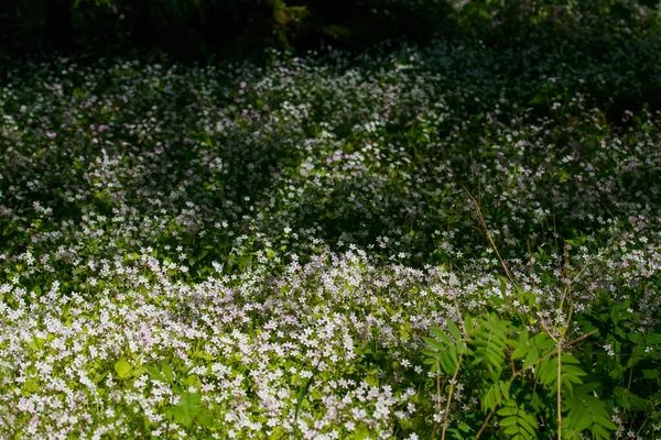 Fehér Vadvirágok Claytonia Sibirica Árnyas Erdőben — Stock Fotó