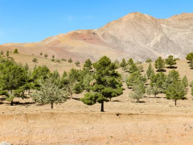 Mountains, desert and pine trees in the Atlas Mountains of Morocco