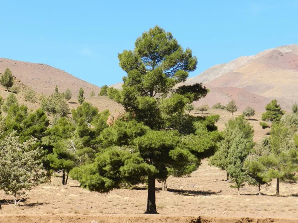 Picturesque scene of Mountains, desert and pine trees in the Atlas Mountains