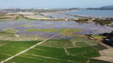 Sanya, Hainan Adası, Çin 'deki pirinç tarlalarının insansız hava görüntüsü.