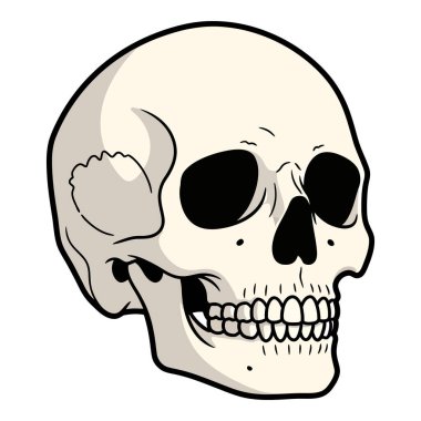 Koyu renk göz çukurları ve açık çeneli bir insan kafatasının ayrıntılı bir çizimi