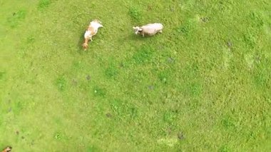 İsviçre 'de inekler ve yeşil çayırlar.